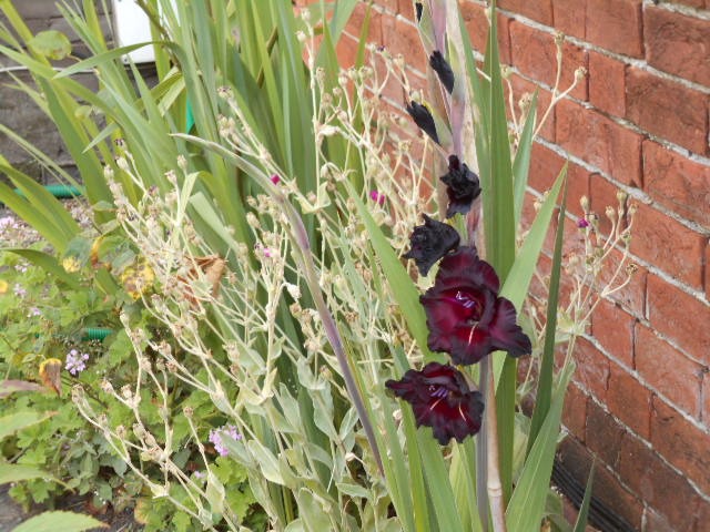 Black Gladiolus.JPG