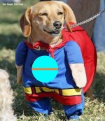 the super electron that barks.jpg