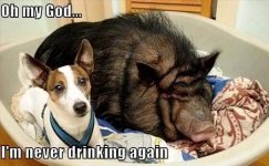 Dog in bed with a pig.jpg