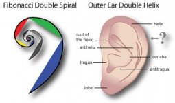 Outer Ear.jpg